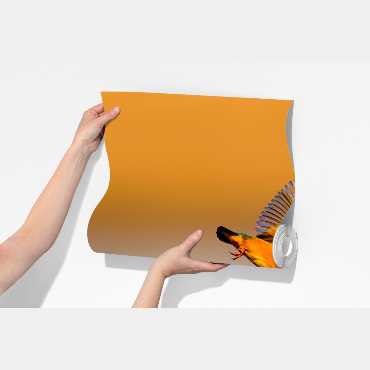 Fototapeta zimorodek nurkujący nad wodą – Wallissimo® Fototapeta zimorodek nurkujący nad wodą – Wallissimo®