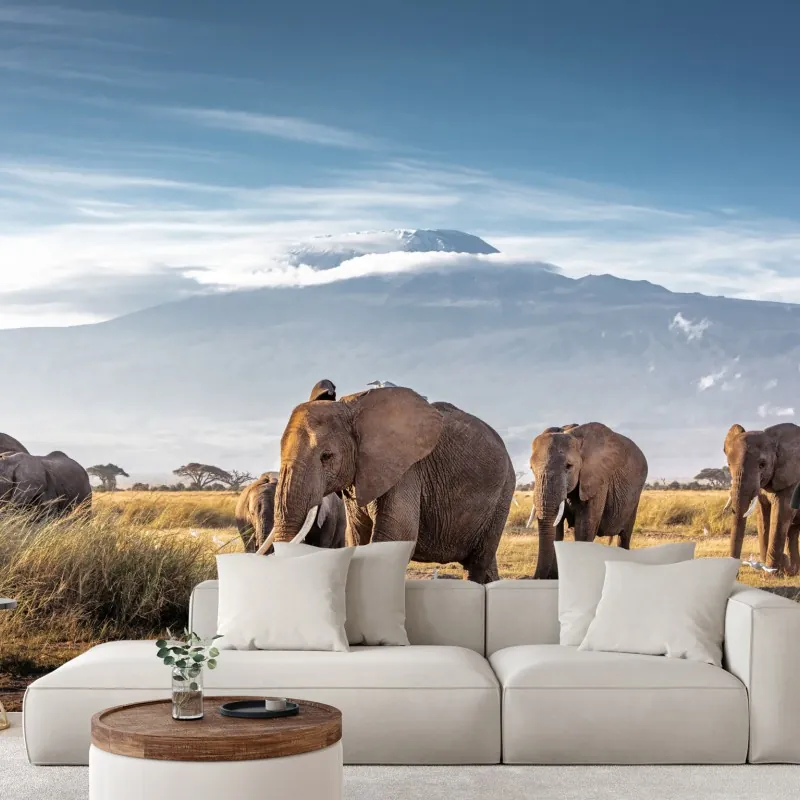 Fototapeta stado słoni przed Kilimandżaro