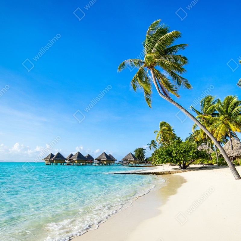 Fototapeta tropikalna turkusowa plaża z palmami – Wallissimo® Fototapeta tropikalna turkusowa plaża z palmami – Wallissimo®