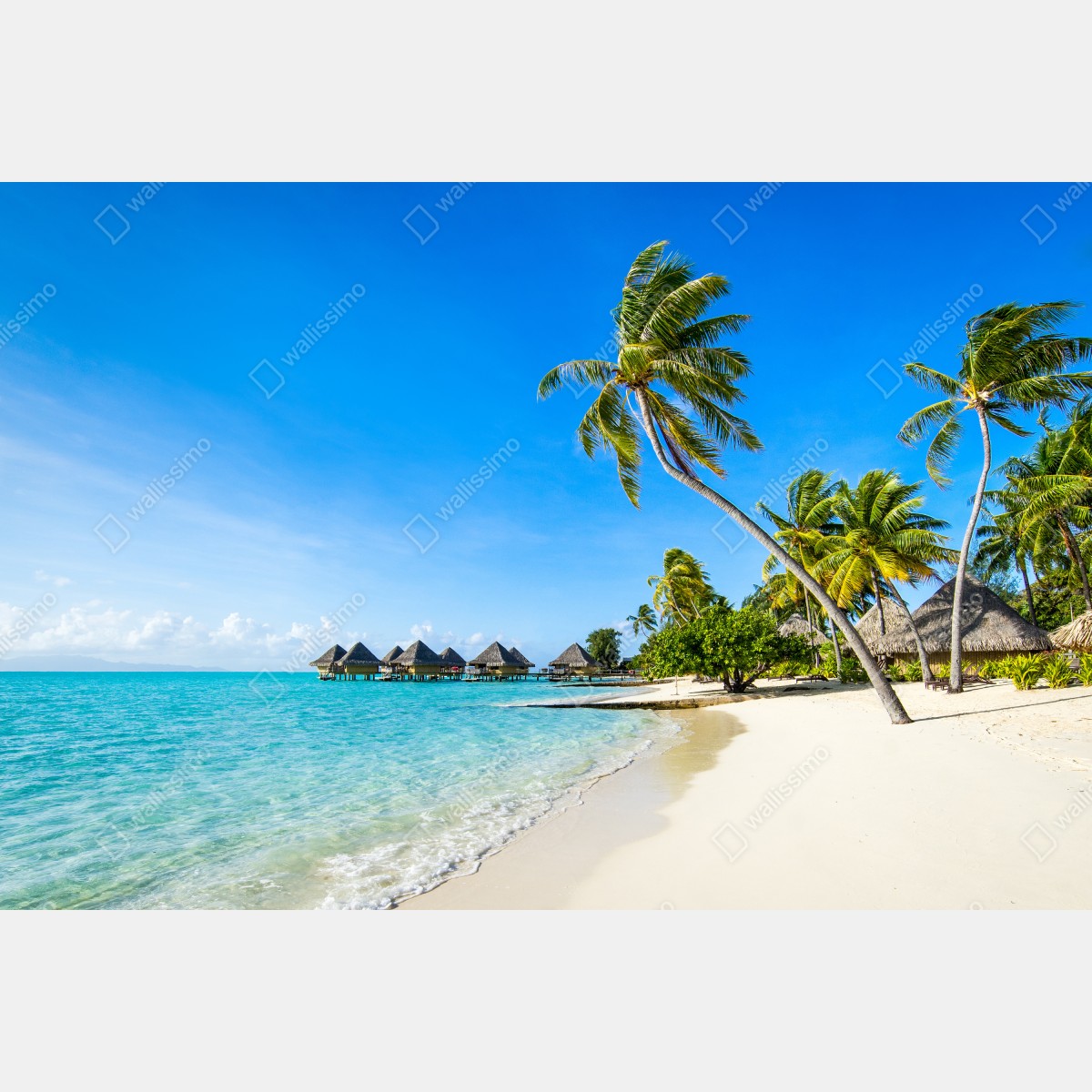 Fototapeta tropikalna turkusowa plaża z palmami – Wallissimo® Fototapeta tropikalna turkusowa plaża z palmami – Wallissimo®