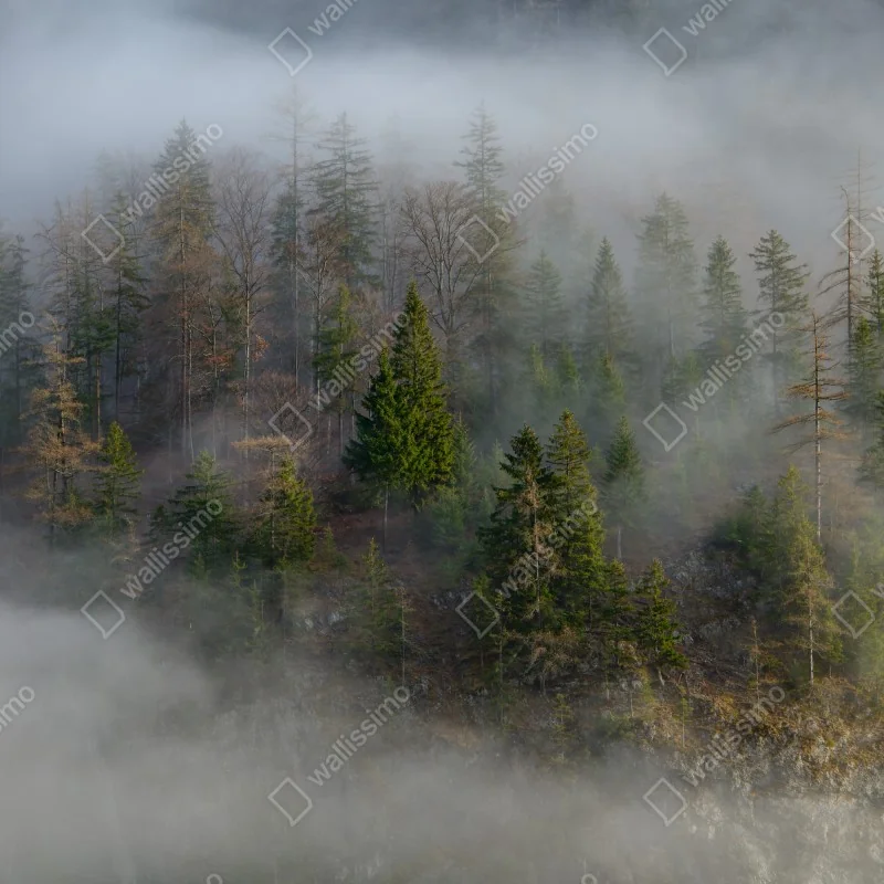 Fototapeta mglisty górski las – Wallissimo® Fototapeta mglisty górski las – Wallissimo®