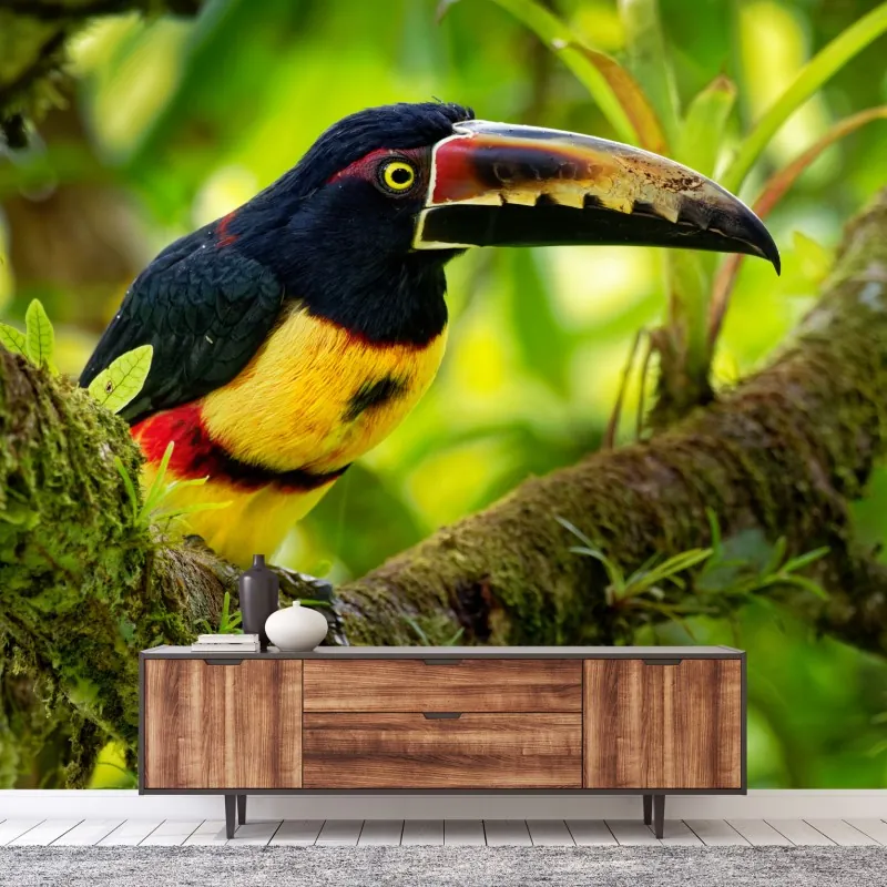 Fototapeta żywy tukan aracari w tropikalnej dżungli