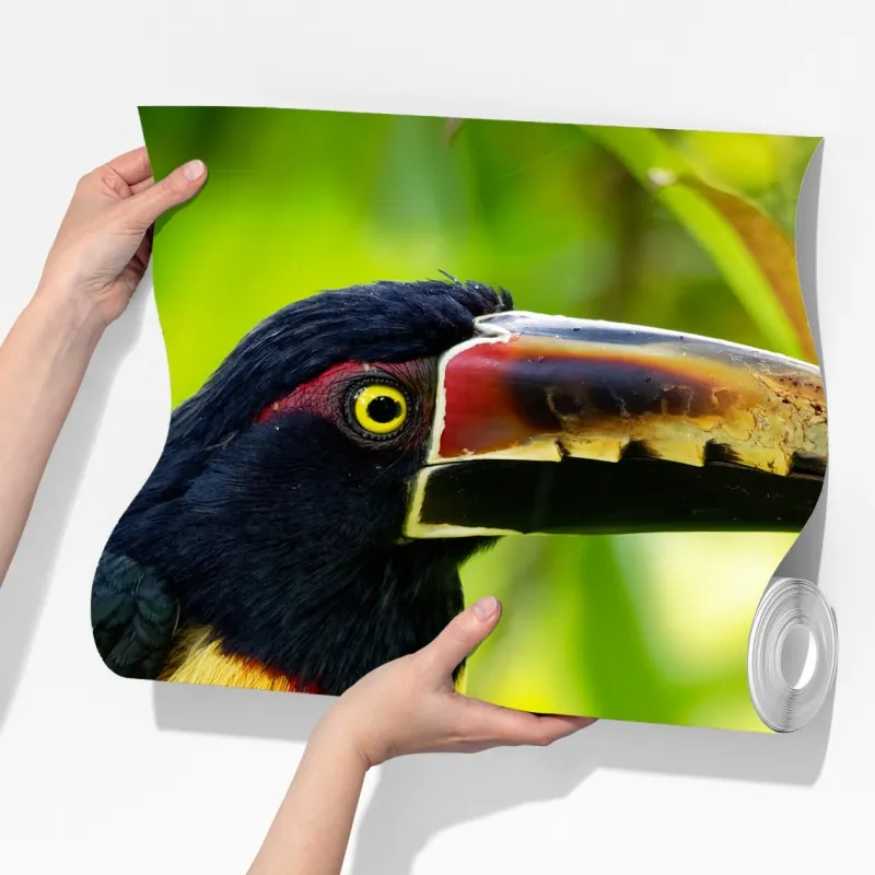 Fototapeta żywy tukan aracari w tropikalnej dżungli – Wallissimo® Fototapeta żywy tukan aracari w tropikalnej dżungli – Wallissimo®