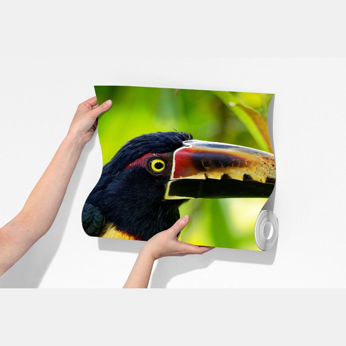 Fototapeta żywy tukan aracari w tropikalnej dżungli – Wallissimo® Fototapeta żywy tukan aracari w tropikalnej dżungli – Wallissimo®