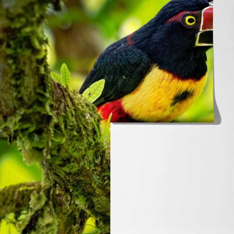 Fototapeta żywy tukan aracari w tropikalnej dżungli – Wallissimo® Fototapeta żywy tukan aracari w tropikalnej dżungli – Wallissimo®