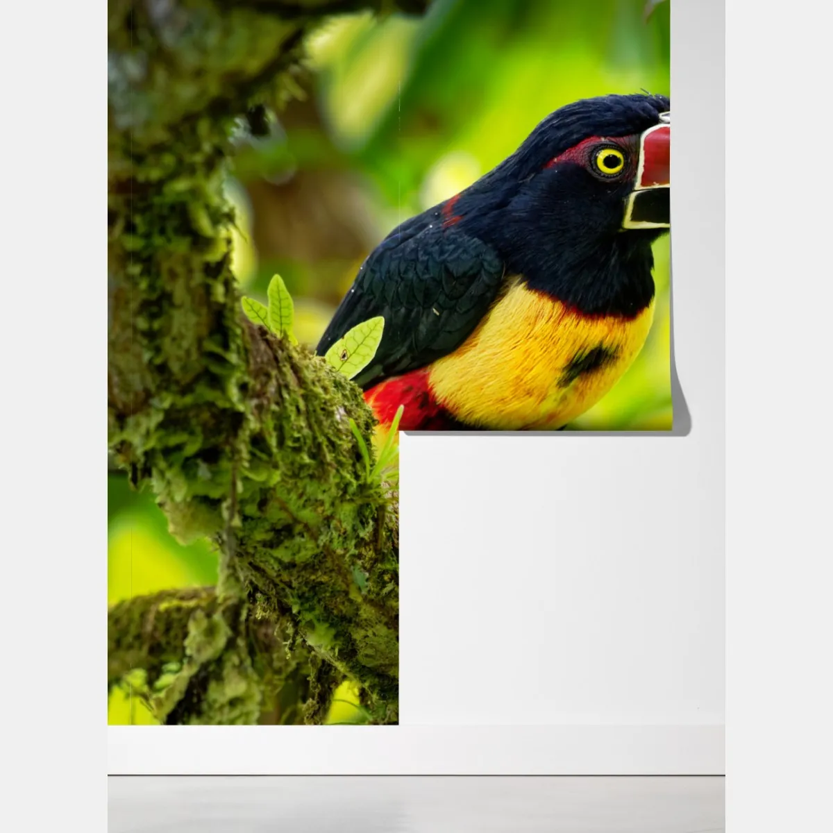 Fototapeta żywy tukan aracari w tropikalnej dżungli – Wallissimo® Fototapeta żywy tukan aracari w tropikalnej dżungli – Wallissimo®