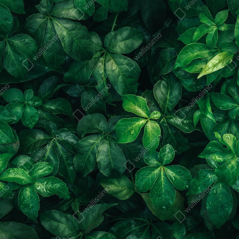 Fototapeta bujne tropikalne zielone liście – Wallissimo® Fototapeta bujne tropikalne zielone liście – Wallissimo®
