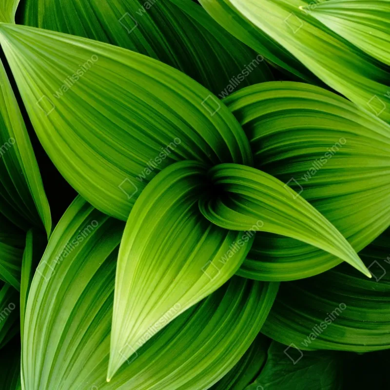 Fototapeta gęste zielone liście – Wallissimo® Fototapeta gęste zielone liście – Wallissimo®