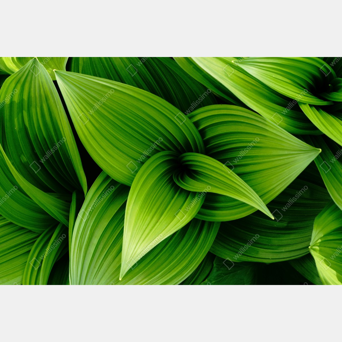 Fototapeta gęste zielone liście – Wallissimo® Fototapeta gęste zielone liście – Wallissimo®