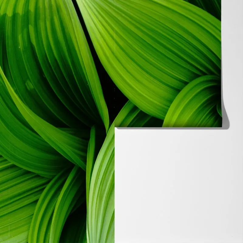 Fototapeta gęste zielone liście – Wallissimo® Fototapeta gęste zielone liście – Wallissimo®