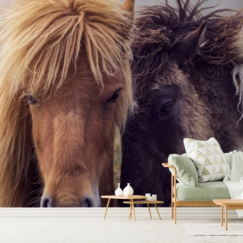 Fototapeta dwa konie na mglistym wzgórzu, Wyspy Owcze