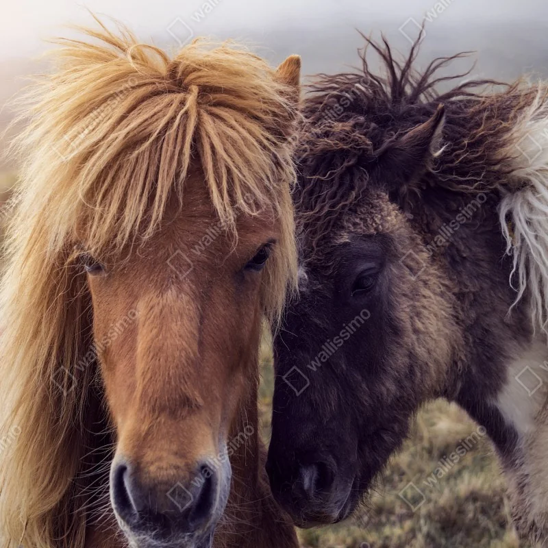 Fototapeta dwa konie na mglistym wzgórzu, Wyspy Owcze – Wallissimo® Fototapeta dwa konie na mglistym wzgórzu, Wyspy Owcze – Wallissimo®