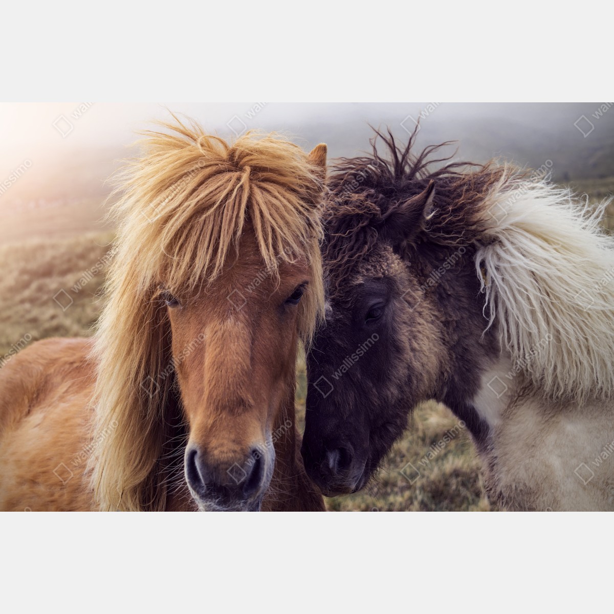 Fototapeta dwa konie na mglistym wzgórzu, Wyspy Owcze – Wallissimo® Fototapeta dwa konie na mglistym wzgórzu, Wyspy Owcze – Wallissimo®