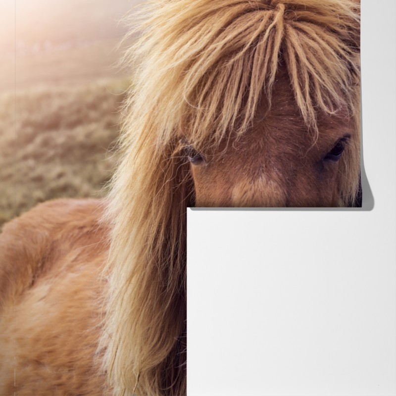 Fototapeta dwa konie na mglistym wzgórzu, Wyspy Owcze – Wallissimo® Fototapeta dwa konie na mglistym wzgórzu, Wyspy Owcze – Wallissimo®