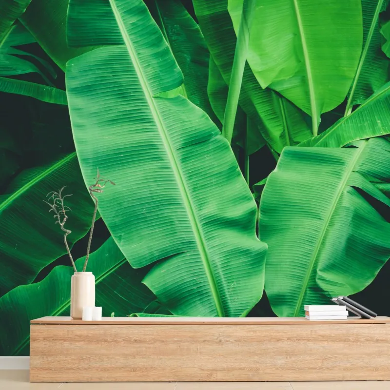 Fototapeta tropikalne liście bananowca