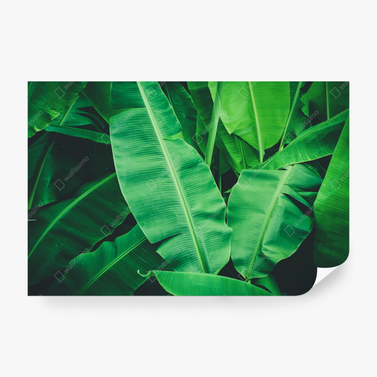 Fototapeta tropikalne liście bananowca – Wallissimo® Fototapeta tropikalne liście bananowca – Wallissimo®