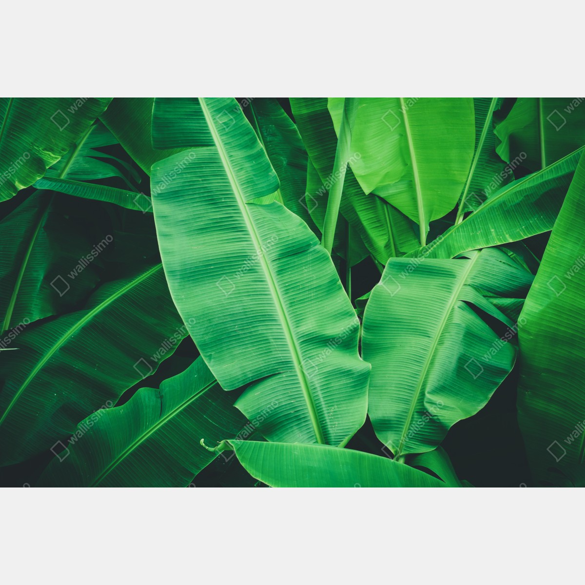 Fototapeta tropikalne liście bananowca – Wallissimo® Fototapeta tropikalne liście bananowca – Wallissimo®