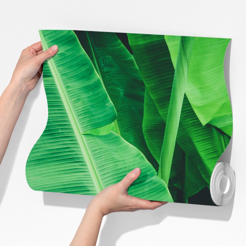 Fototapeta tropikalne liście bananowca – Wallissimo® Fototapeta tropikalne liście bananowca – Wallissimo®