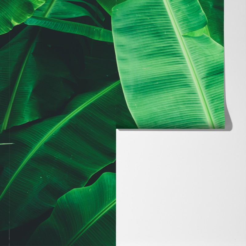 Fototapeta tropikalne liście bananowca – Wallissimo® Fototapeta tropikalne liście bananowca – Wallissimo®