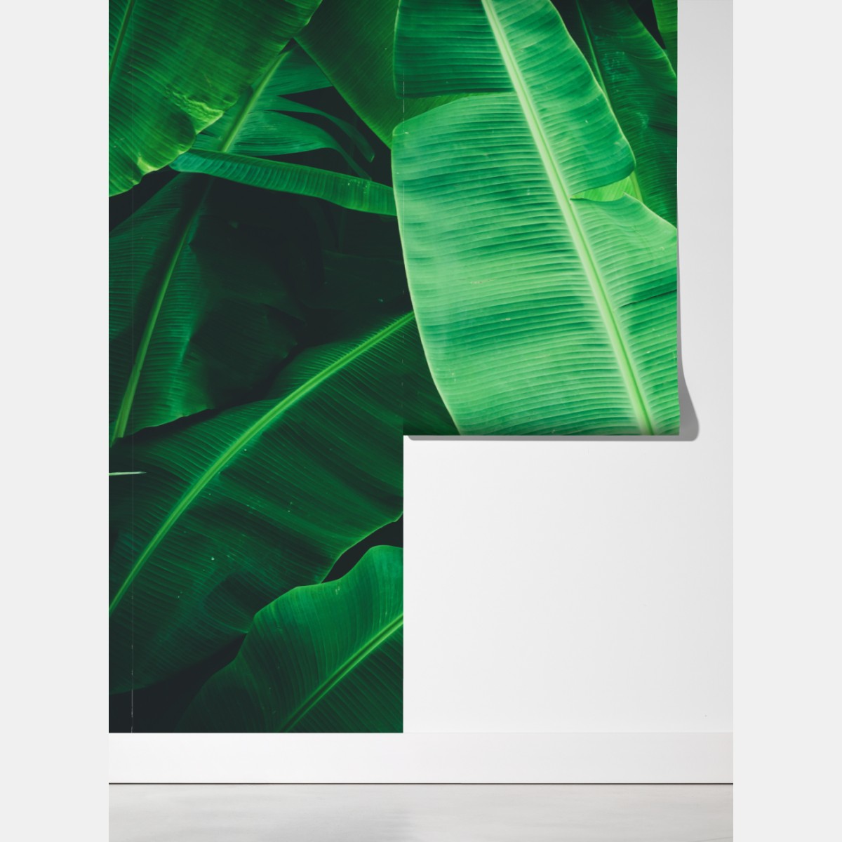 Fototapeta tropikalne liście bananowca – Wallissimo® Fototapeta tropikalne liście bananowca – Wallissimo®