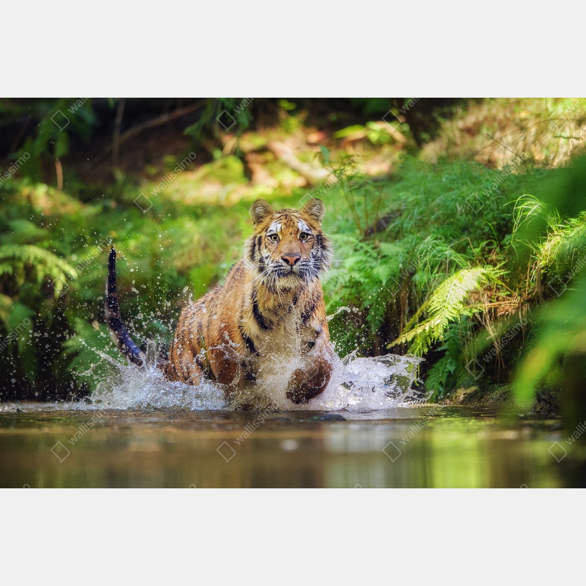 Fototapeta majestatyczny tygrys w leśnym strumieniu – Wallissimo® Fototapeta majestatyczny tygrys w leśnym strumieniu – Wallissimo®