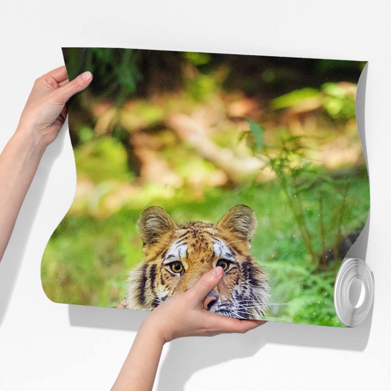 Fototapeta majestatyczny tygrys w leśnym strumieniu – Wallissimo® Fototapeta majestatyczny tygrys w leśnym strumieniu – Wallissimo®