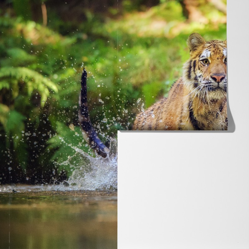 Fototapeta majestatyczny tygrys w leśnym strumieniu – Wallissimo® Fototapeta majestatyczny tygrys w leśnym strumieniu – Wallissimo®