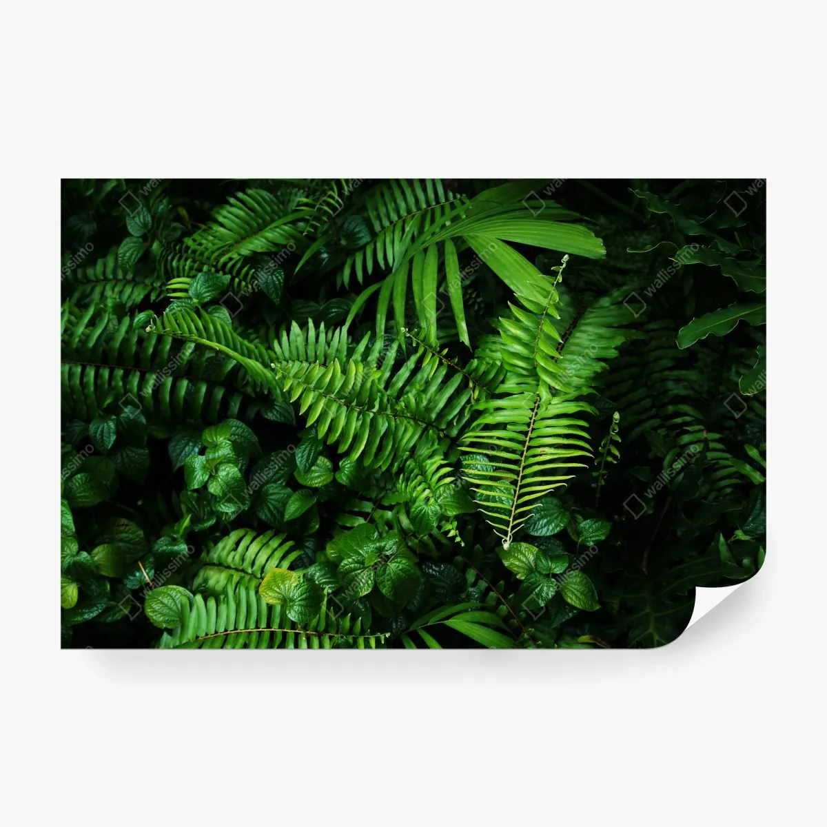 Fototapeta bujne tropikalne liście paproci – Wallissimo® Fototapeta bujne tropikalne liście paproci – Wallissimo®