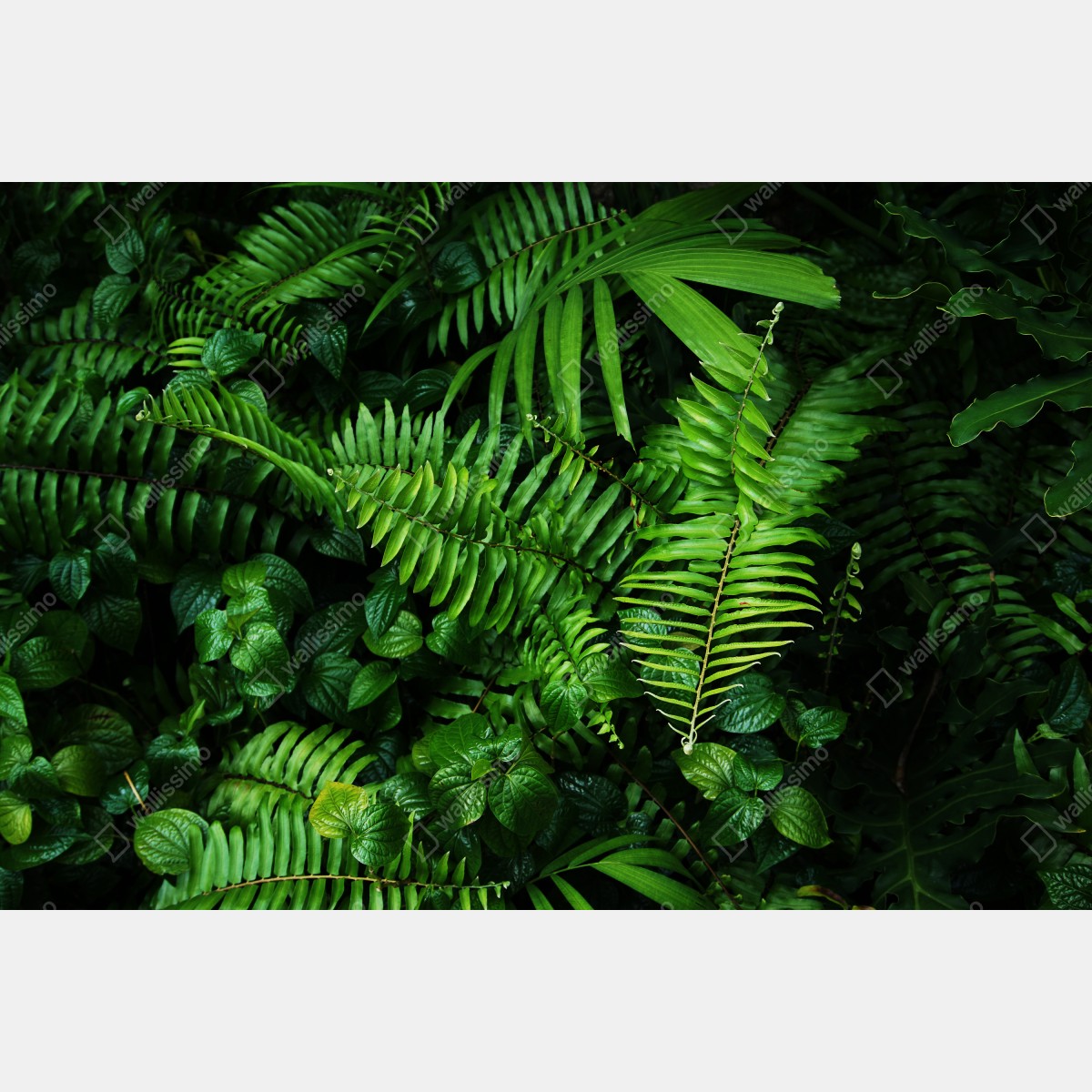 Fototapeta bujne tropikalne liście paproci – Wallissimo® Fototapeta bujne tropikalne liście paproci – Wallissimo®