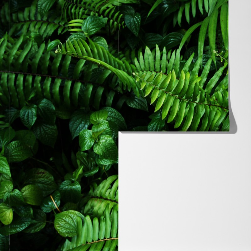 Fototapeta bujne tropikalne liście paproci – Wallissimo® Fototapeta bujne tropikalne liście paproci – Wallissimo®