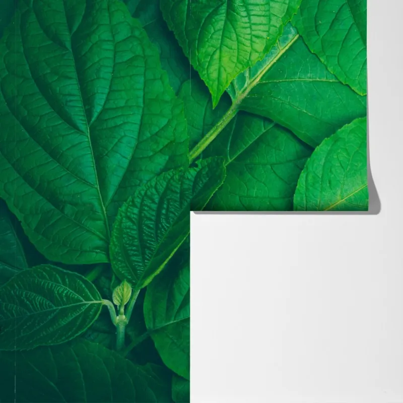 Fototapeta soczyste zielone liście – Wallissimo® Fototapeta soczyste zielone liście – Wallissimo®