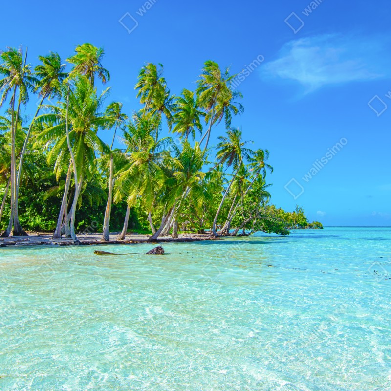 Fototapeta tropikalna plaża z palmami – Wallissimo® Fototapeta tropikalna plaża z palmami – Wallissimo®