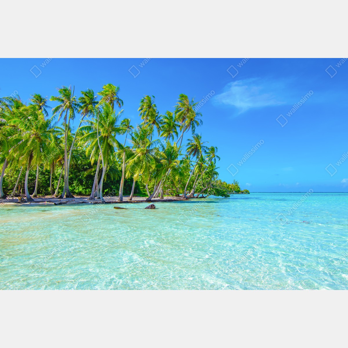 Fototapeta tropikalna plaża z palmami – Wallissimo® Fototapeta tropikalna plaża z palmami – Wallissimo®