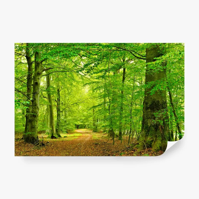 Fototapeta spokojna zielona leśna ścieżka