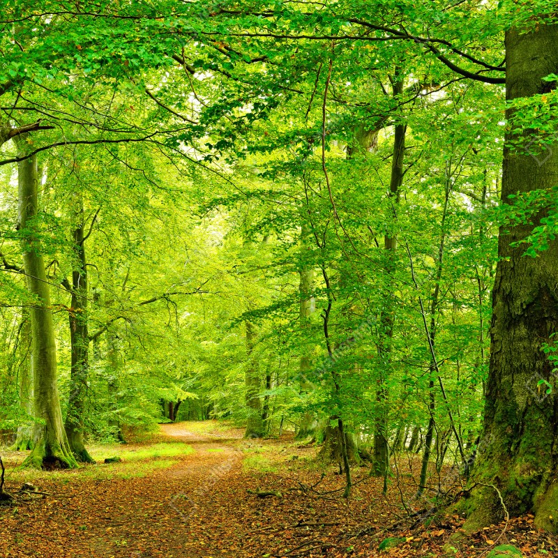 Fototapeta spokojna zielona leśna ścieżka – Wallissimo® Fototapeta spokojna zielona leśna ścieżka – Wallissimo®