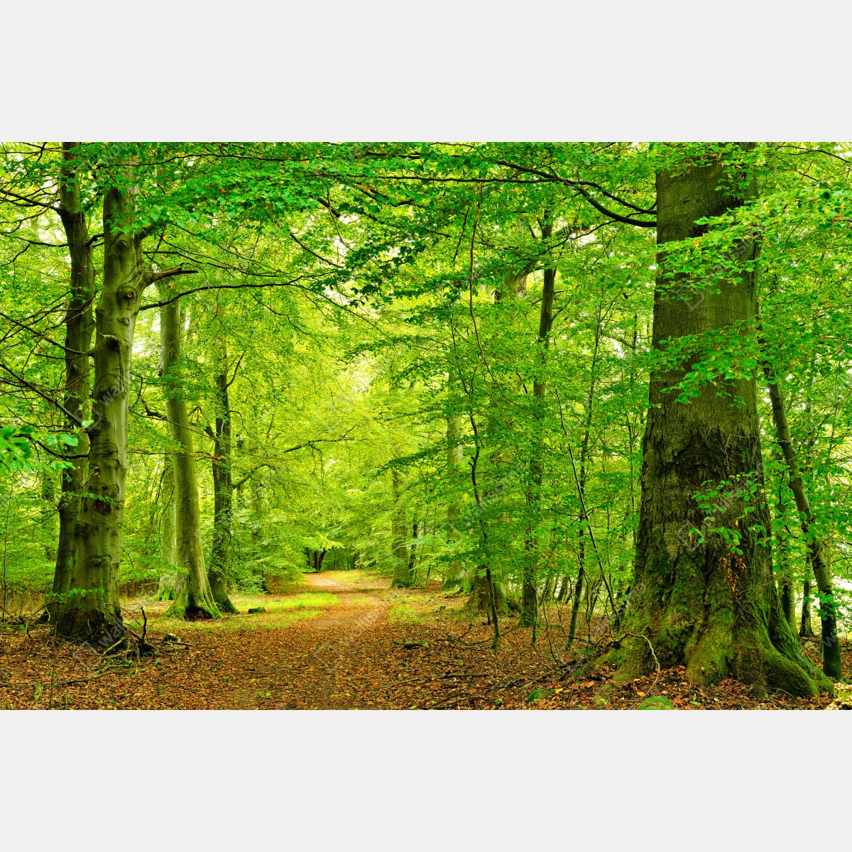 Fototapeta spokojna zielona leśna ścieżka – Wallissimo® Fototapeta spokojna zielona leśna ścieżka – Wallissimo®