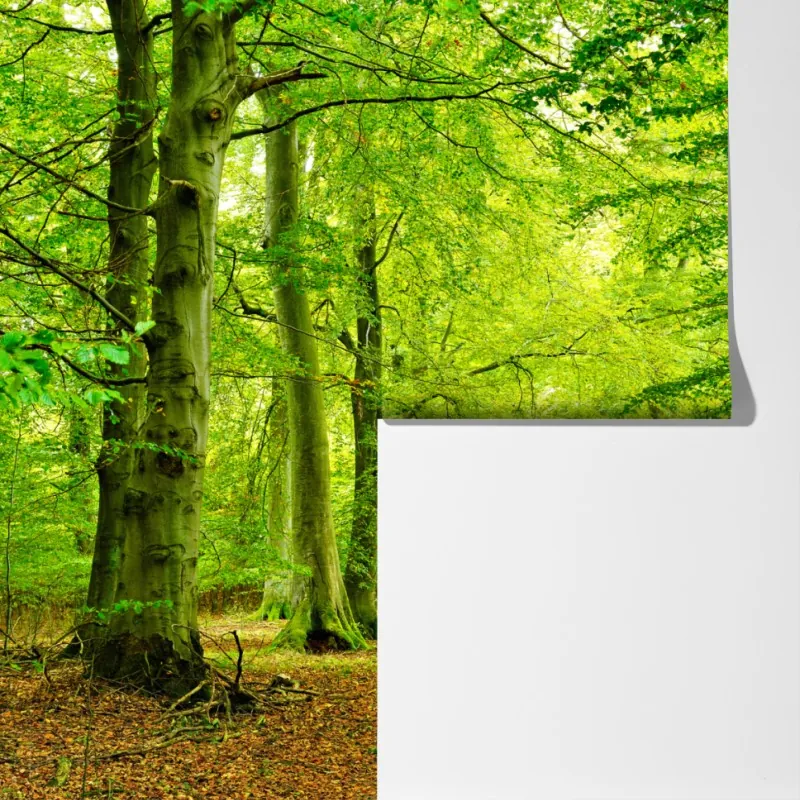 Fototapeta spokojna zielona leśna ścieżka – Wallissimo® Fototapeta spokojna zielona leśna ścieżka – Wallissimo®