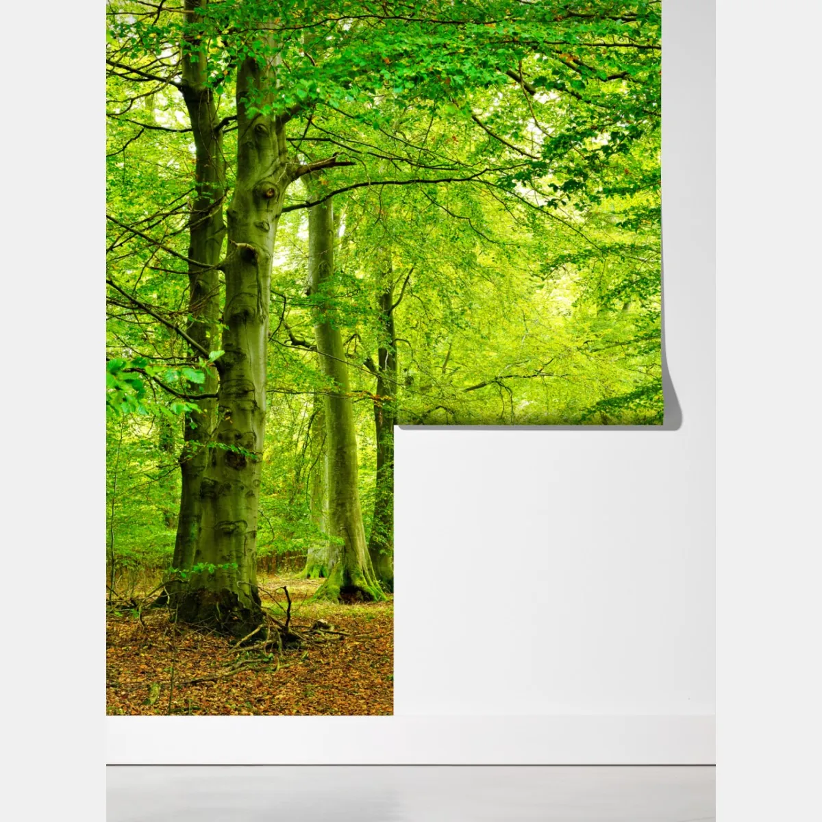 Fototapeta spokojna zielona leśna ścieżka – Wallissimo® Fototapeta spokojna zielona leśna ścieżka – Wallissimo®