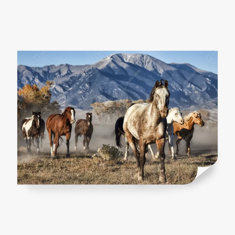 Fototapeta dzikie konie galopujące po górskiej łące