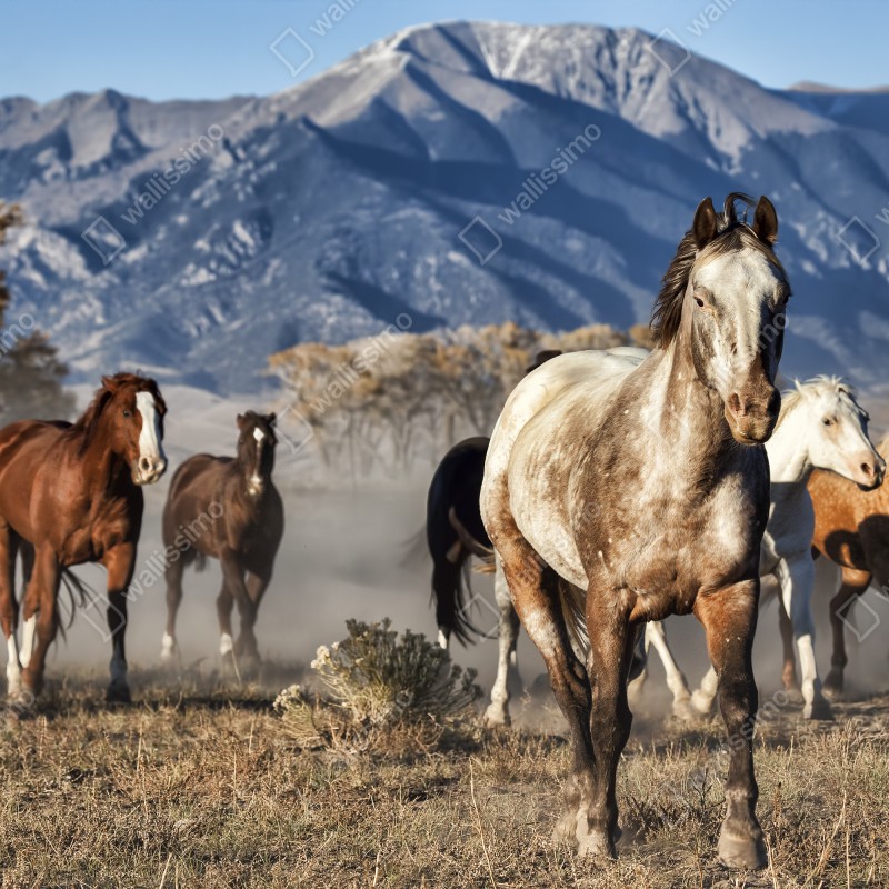 Fototapeta dzikie konie galopujące po górskiej łące – Wallissimo® Fototapeta dzikie konie galopujące po górskiej łące – Wallissimo®