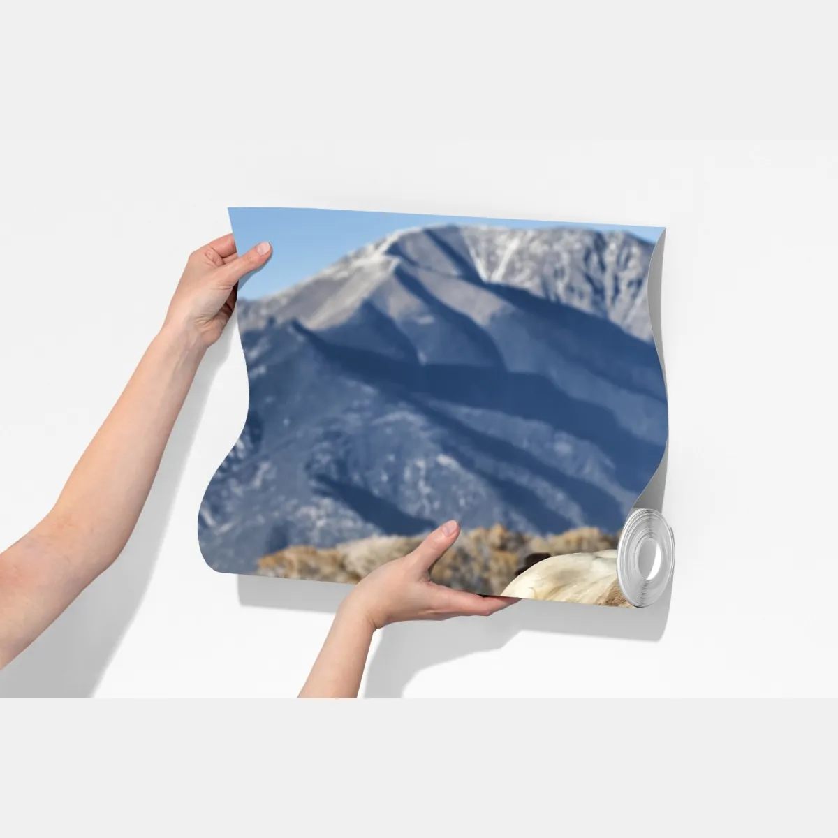 Fototapeta dzikie konie galopujące po górskiej łące – Wallissimo® Fototapeta dzikie konie galopujące po górskiej łące – Wallissimo®