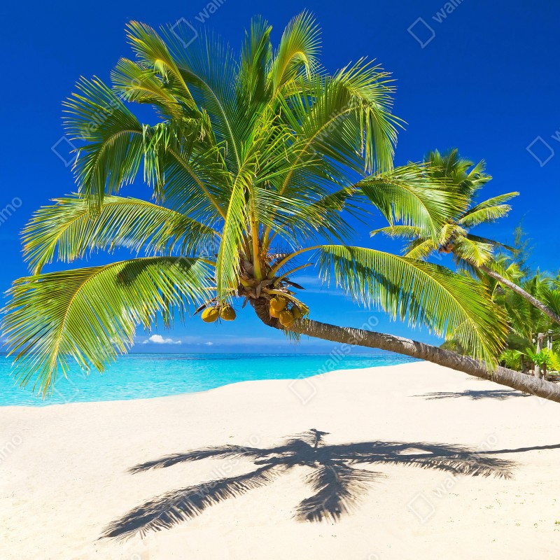 Fototapeta Morze Andamańskie tropikalna plaża z pochyloną palmą – Wallissimo® Fototapeta Morze Andamańskie tropikalna plaża z pochyloną palmą – Wallissimo®