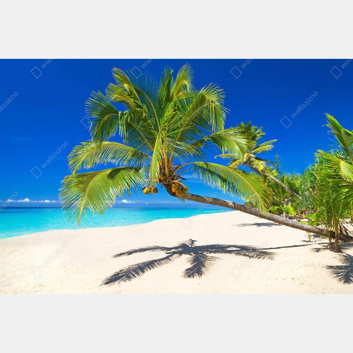 Fototapeta Morze Andamańskie tropikalna plaża z pochyloną palmą – Wallissimo® Fototapeta Morze Andamańskie tropikalna plaża z pochyloną palmą – Wallissimo®
