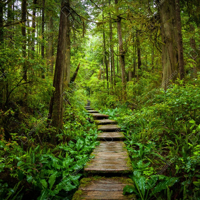 Fototapeta spokojna leśna kładka – Wallissimo® Fototapeta spokojna leśna kładka – Wallissimo®