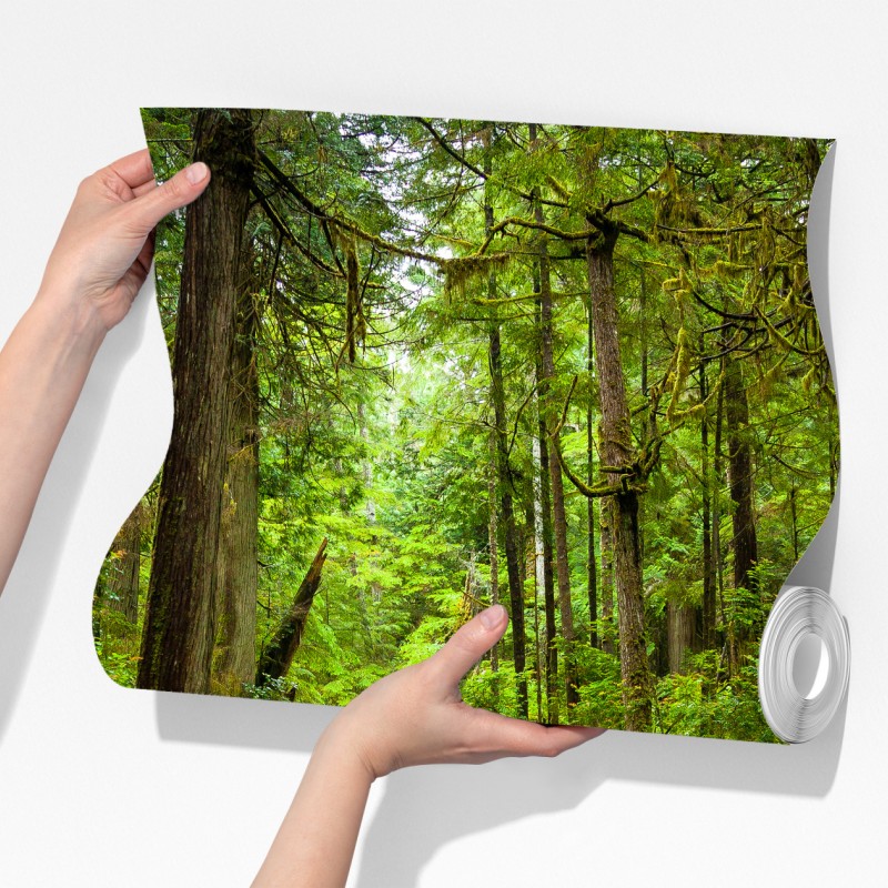 Fototapeta spokojna leśna kładka – Wallissimo® Fototapeta spokojna leśna kładka – Wallissimo®