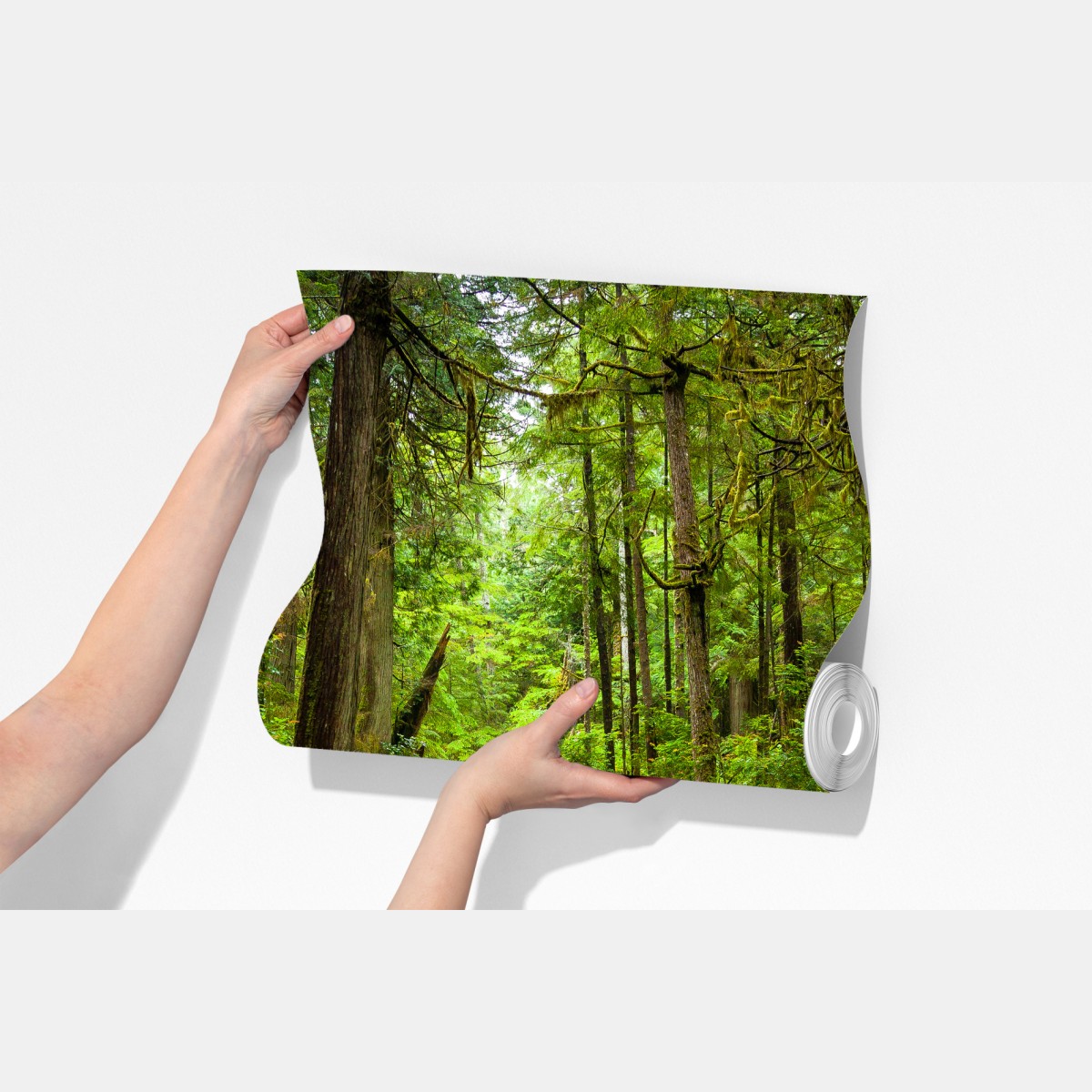 Fototapeta spokojna leśna kładka – Wallissimo® Fototapeta spokojna leśna kładka – Wallissimo®