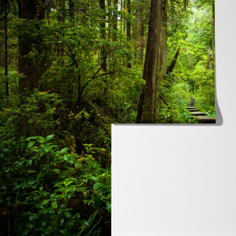 Fototapeta spokojna leśna kładka – Wallissimo® Fototapeta spokojna leśna kładka – Wallissimo®