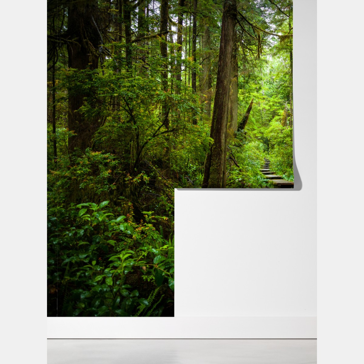 Fototapeta spokojna leśna kładka – Wallissimo® Fototapeta spokojna leśna kładka – Wallissimo®