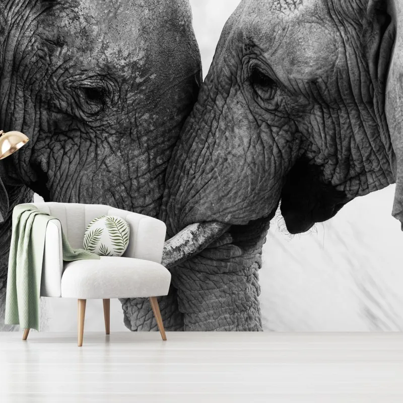 Fototapeta uścisk słoni czarno-biały portret