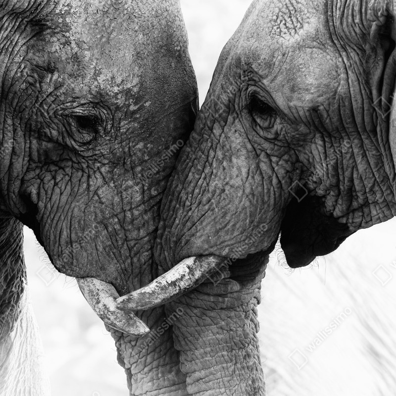 Fototapeta uścisk słoni czarno-biały portret – Wallissimo® Fototapeta uścisk słoni czarno-biały portret – Wallissimo®